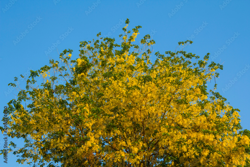Fototapeta premium Koon flower - golden yellow in the blue sky at dawn or at dawn, the natural beauty that blooms in the mountain sky and the morning atmosphere in summer is a famous tourist destination of Thailand.