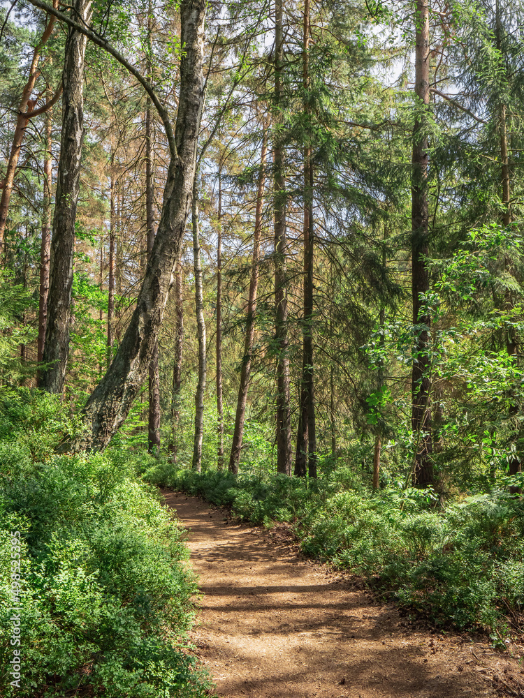 Halbenweg in der Sächsischen Schweiz - Waldweg Halbenweg in der Sächsischen Schweiz - Waldweg