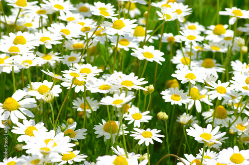 White camomiles on  field