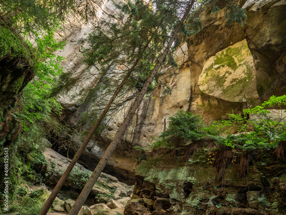Fototapeta premium Halbenweg in der Sächsischen Schweiz - Bäume an der Gautschgrotte