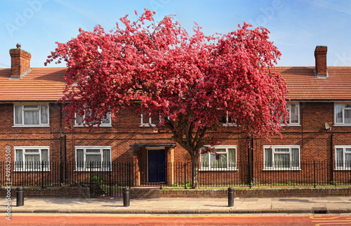 Photography Brick house in London with blooming tree