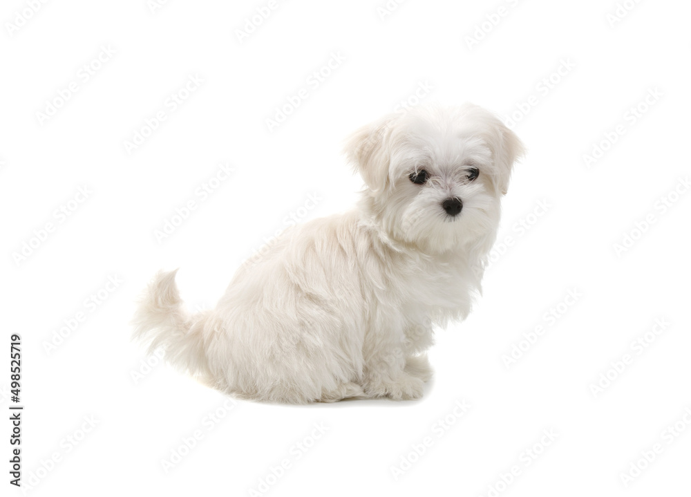 Puppy isolated on white