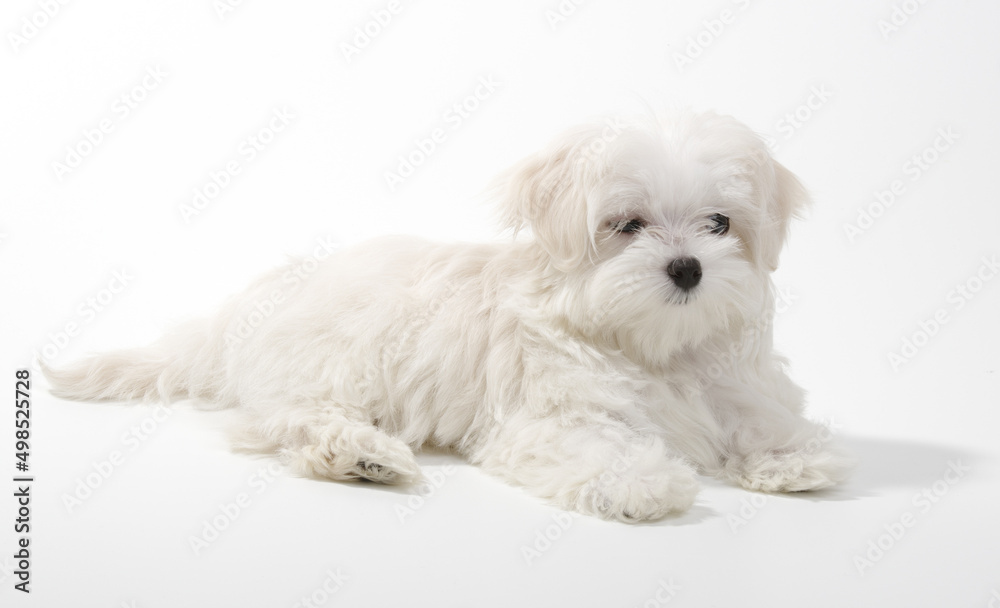 The dog lies in the studio isolated on a white The dog lies in the studio isolated on a white