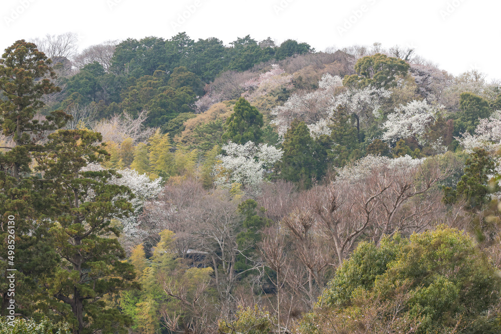 春本番春霞の鎌倉の山々