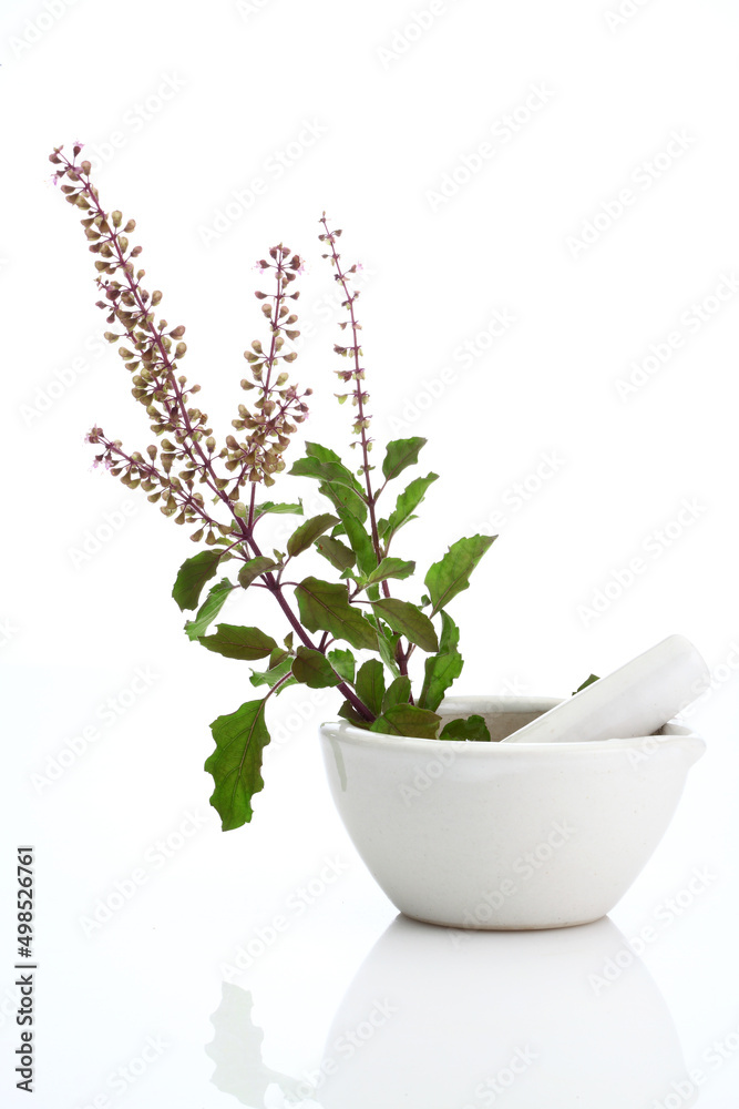 "king of herbs" Basil in a mortar with pestle. Basil is native to India