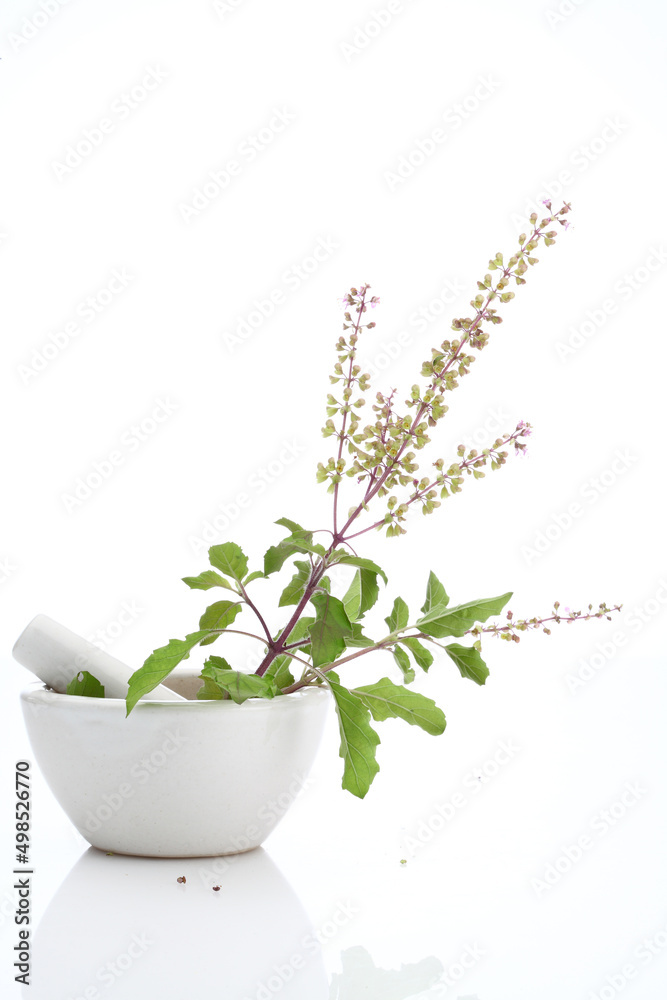 "king of herbs" Basil in a mortar with pestle. Basil is native to India