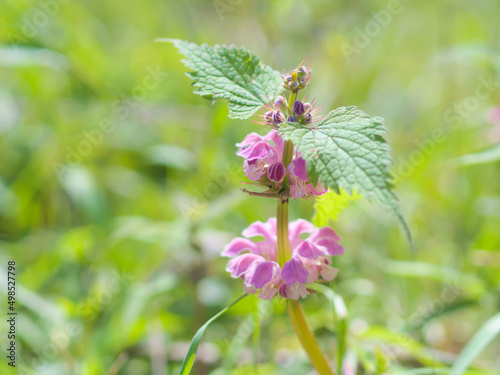 陽光の下に咲く踊子草