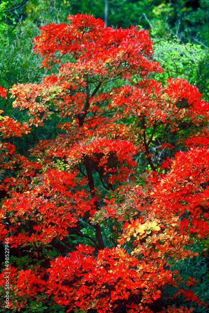 arboretum automne saône et loire