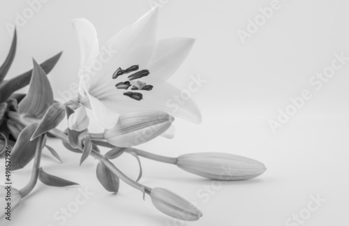 Piękna, delikatna lilia w czarno białym kolorze.