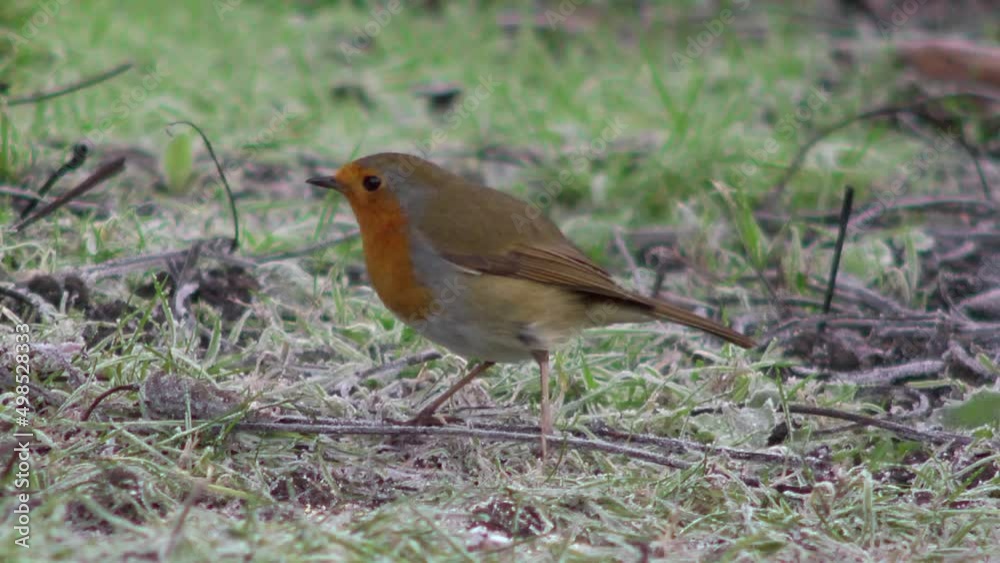 A robin searching for food on a frosty morning 2 A robin searching for food on a frosty morning 2