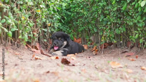 Close up of shepherd puppy dog panting in the ground of a park photo