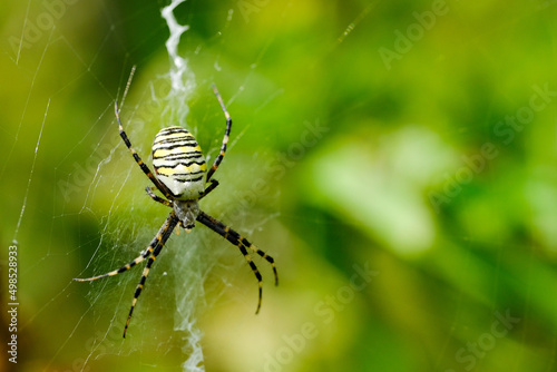 Macro photo of spider