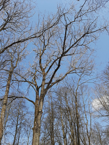 trees and sky
