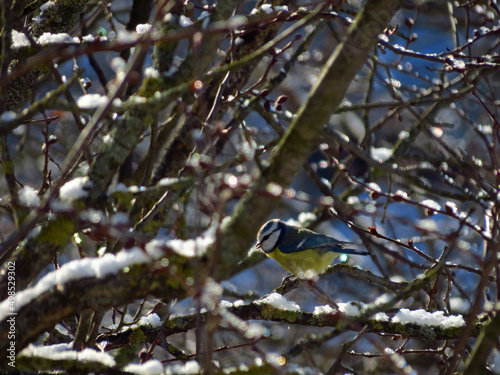 bird on a branch
