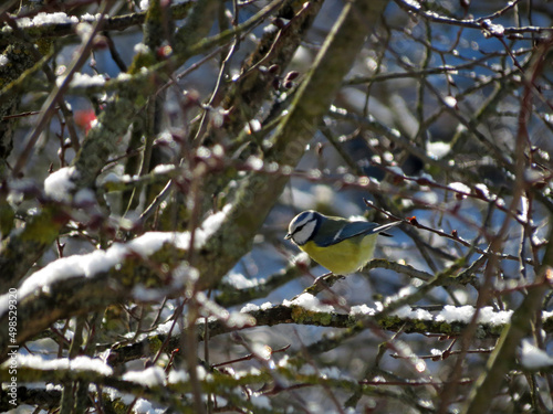 bird on a branch