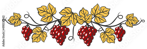 Illustration of vine with leaves and bunches of grapes. Winery image for restaurants and bars.