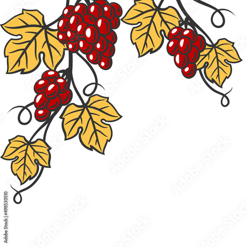 Background of vine with leaves and bunches of grapes. Winery image for restaurants and bars.