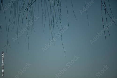 tree branches drop on the water