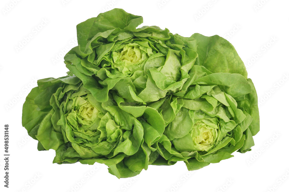 Fototapeta premium Fresh vegetables, Butterhead lettuce isolated on white background, this image with clipping path for art work.