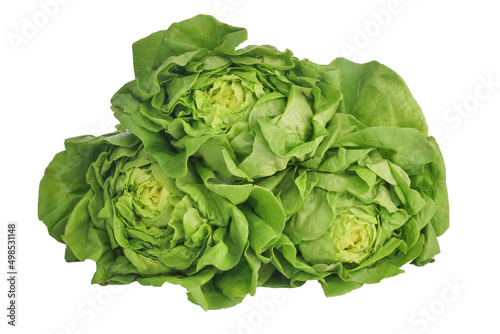 Fotografie Fresh vegetables, Butterhead lettuce isolated on white background, this image with clipping path for art work