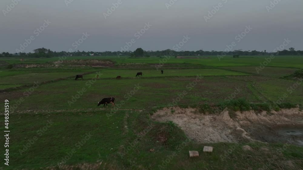 cows in the field landscape Bangladesh aerial view