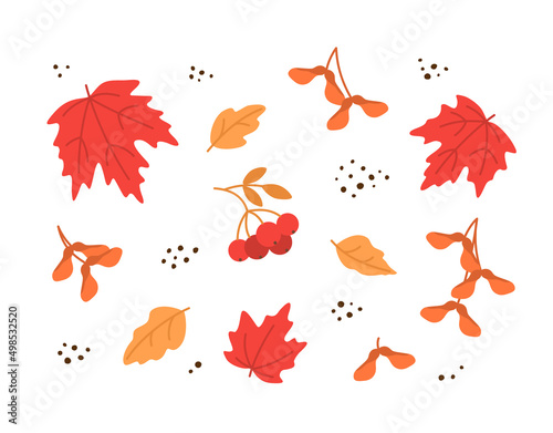 Vector set with colorful autumn leaves and seeds isolated on white. Maple leaves in red, orange and yellow colors, seeds and rowan branch, autumn mood. Background with flat leaves.