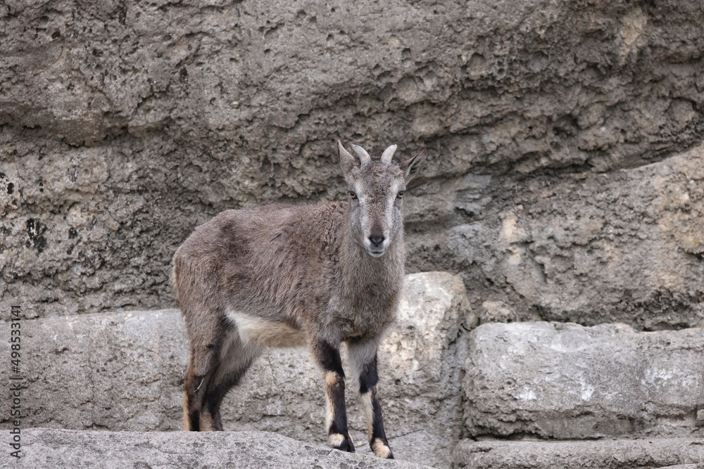 スーチョワンバーラル