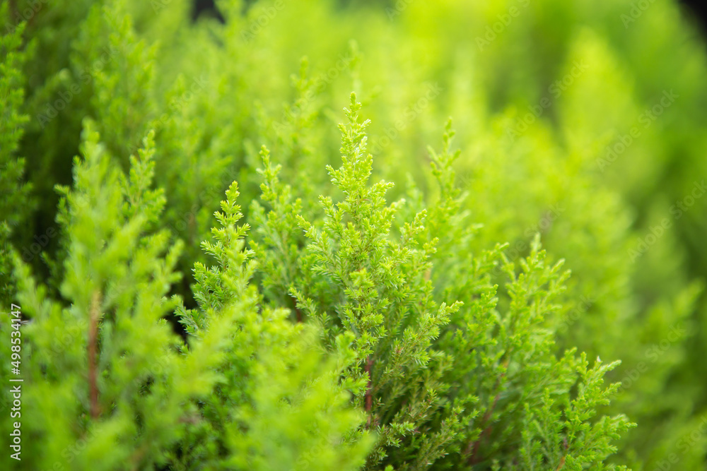 Ferns background. great green bush of fern. green fern Ferns background. great green bush of fern. green fern