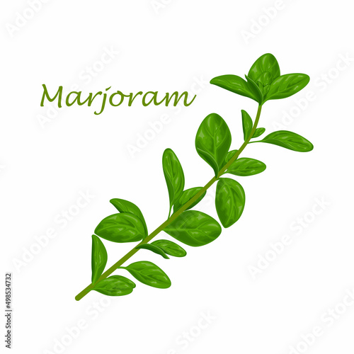 Marjoram. Green marjoram leaves and a sprig of marjoram. A spicy, medicinal herb for seasoning. Vector illustration isolated on a white background