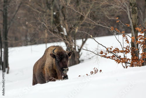 European bison (Aurochs) in the winter season on a heavy snow..The European bison (Bison bonasus), also known as  the European wood bison, is a Eurasian species of bison.  photo