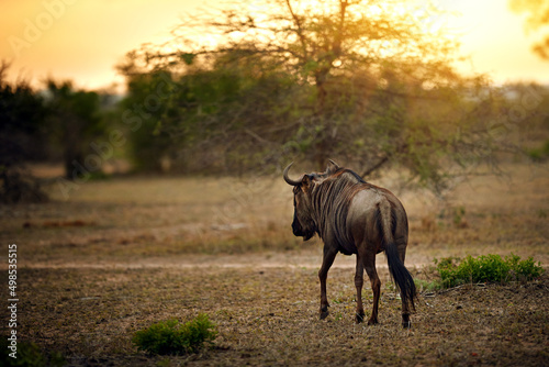 Trotting off into the african sunset. Shot of a wildebeest out in the african bush.
