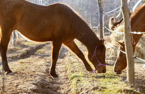 Horses in the meadow. A pair of brown bay horses