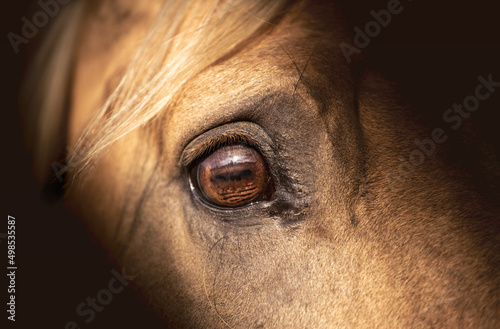 Wallpaper Mural Palomino horse eye on a dark background. Horse stress Torontodigital.ca