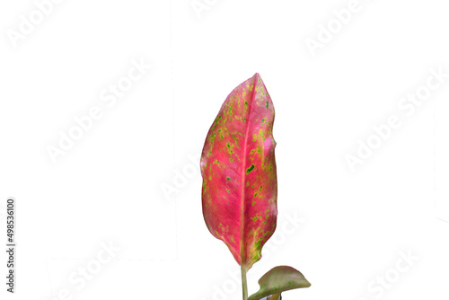 beautiful pink aglaonema leafs isolated photo