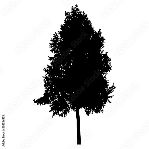 Silhouette of tree