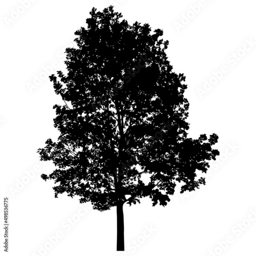 Silhouette of tree