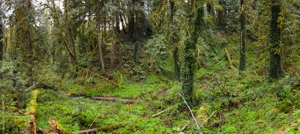 Fototapeta premium A tangle of trees and understory vegetation thrive in Tryon State Park, Lake Oswego, Oregon. This part of the country is home to temperate rainforests which serve as habitats for many species.