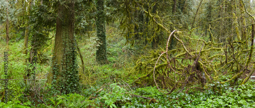 A tangle of trees and understory vegetation thrive in Tryon State Park, Lake Oswego, Oregon. This part of the country is home to temperate rainforests which serve as habitats for many species.