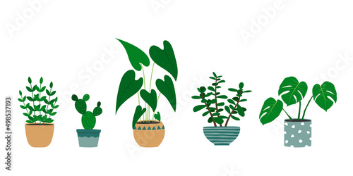 Set of hand drawn houseplants in flowerpots. Alocasia plant, cactus, monstera, jade plant. Isolated vector illustration.