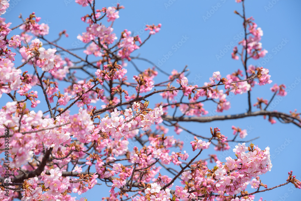 Cherry blossoms, Kawazu Zakura tree Cherry blossoms, Kawazu Zakura tree