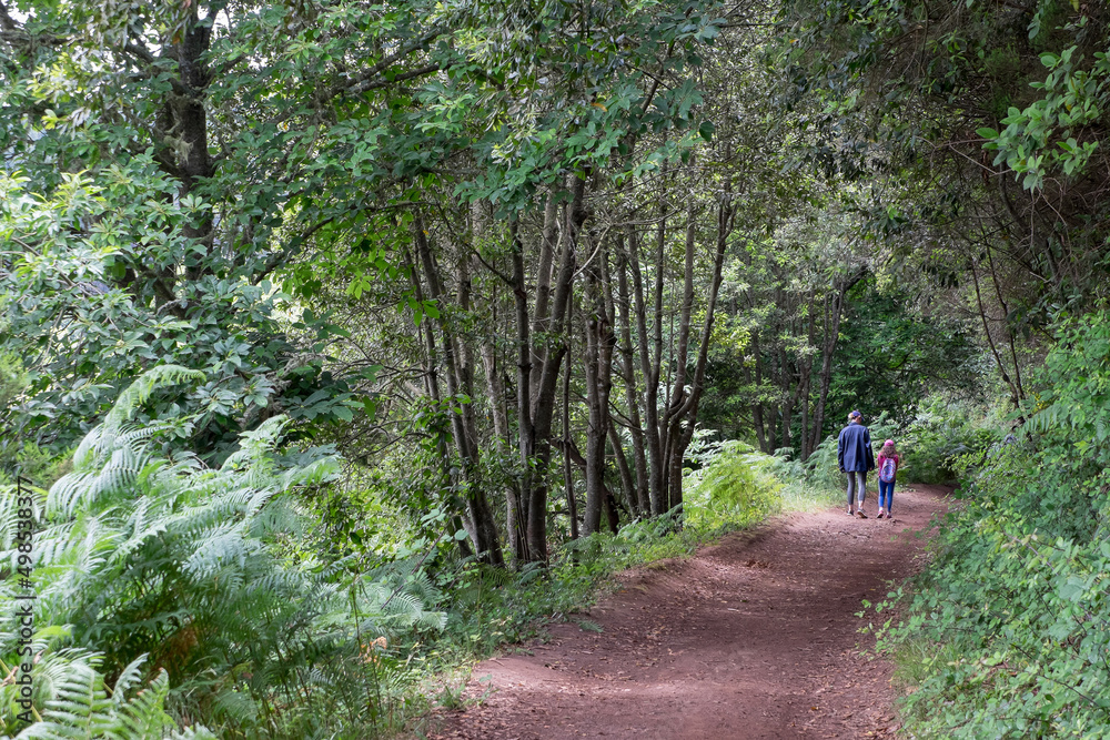 Sendero de bosque en la zona de La Matanza en el norte de la isla de Tenerife, Canarias Sendero de bosque en la zona de La Matanza en el norte de la isla de Tenerife, Canarias