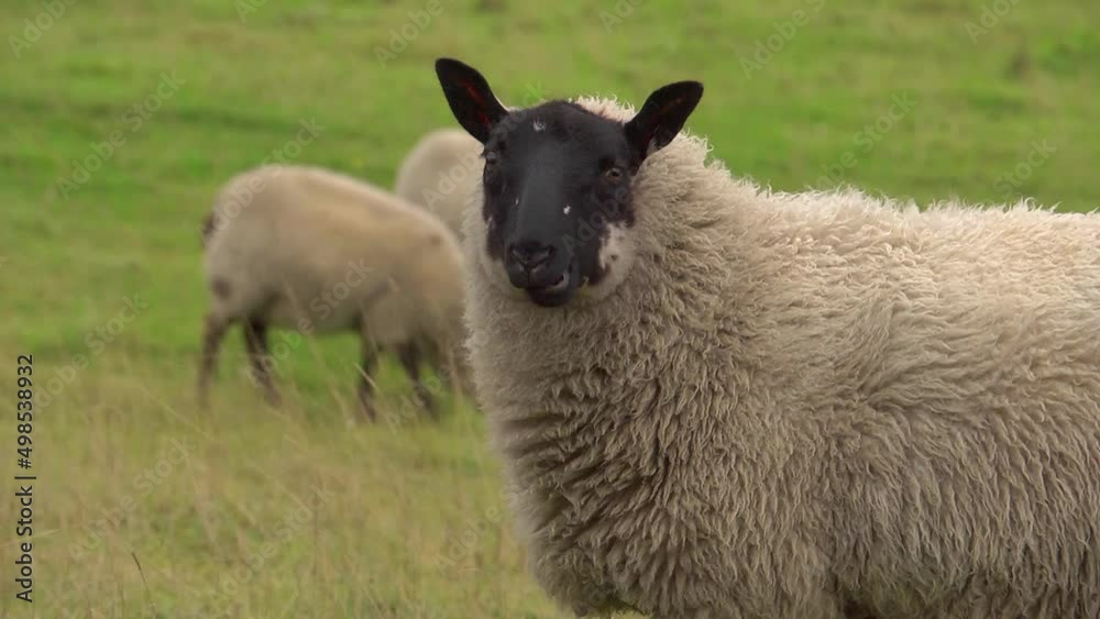 A sheep turning towards the camera, chewing grass. A sheep turning towards the camera, chewing grass.