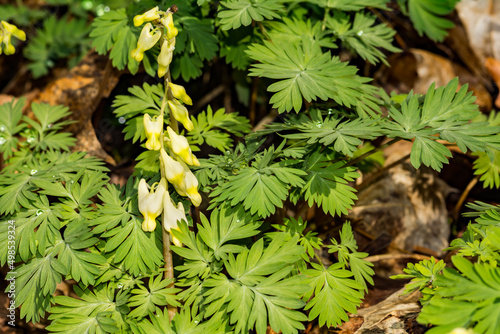 Dutchman's Breeches - Dicentra cucullaria photo