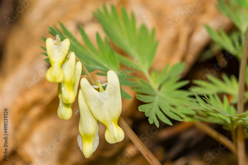 Dutchman's Breeches - Dicentra cucullaria photo