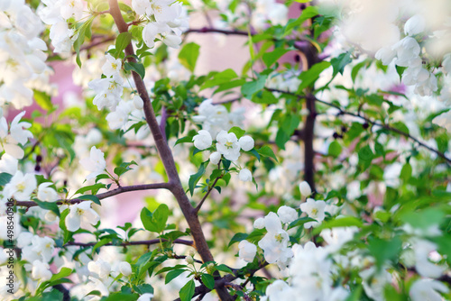 White flowering apple tree in spring, selective focus. Green soft focus background, spring time nature © Алексей Филатов