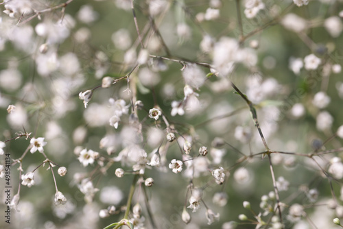 Blooming tree in spring. Blooming beautiful tree with white flowers