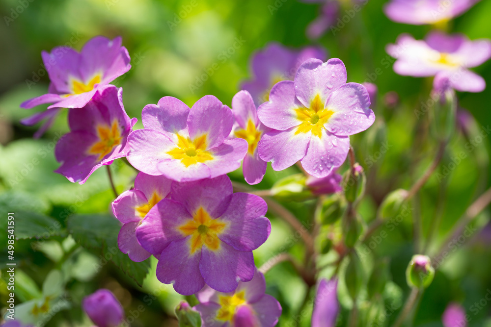 Spring flowers. Pink primrose or primula flowers Spring flowers. Pink primrose or primula flowers