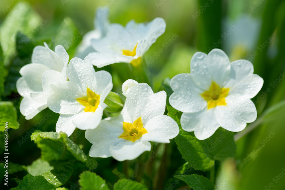 Spring flowers. White primrose or primula flowers Spring flowers. White primrose or primula flowers