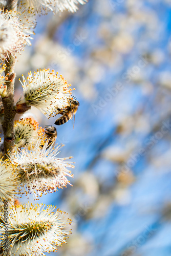 A bee collecting honey from a willow flower.
