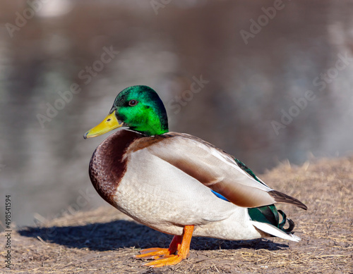 Side view of mallard duck drake in mating attire sitting on the riverbank.